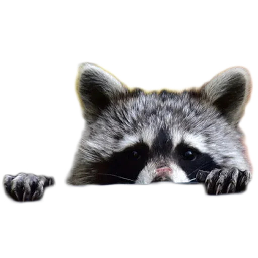 raccoooon - Sticker 23