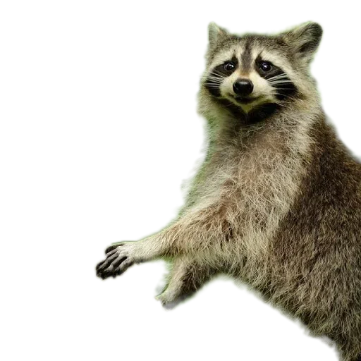 raccoooon - Sticker 19