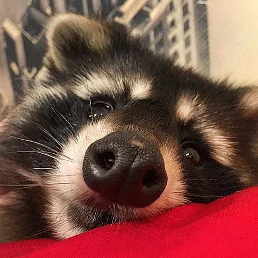 raccoooon - Sticker 16