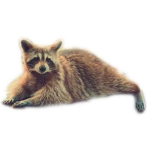 raccoooon - Sticker 22