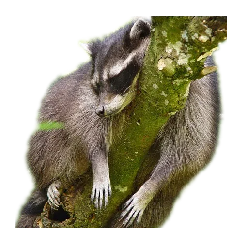 raccoooon - Sticker 26