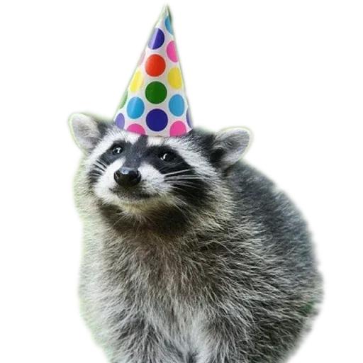 raccoooon - Sticker 27