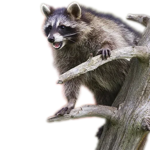 raccoooon - Sticker 25