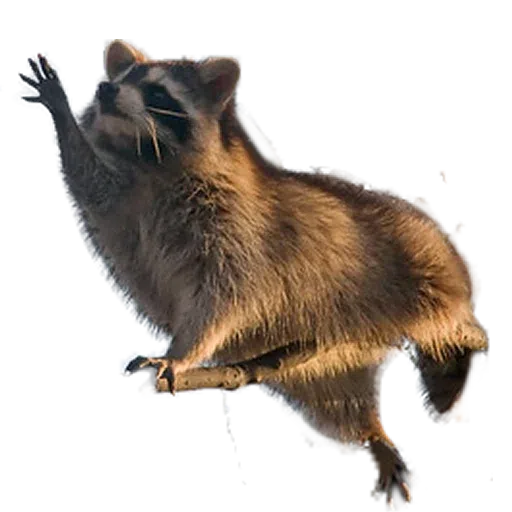raccoooon - Sticker 21