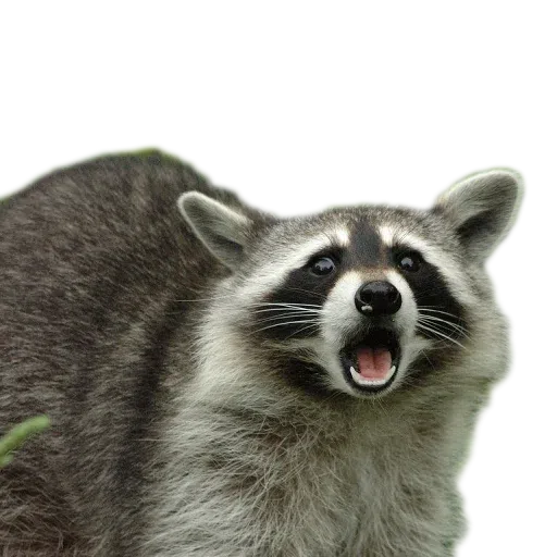 raccoooon - Sticker 17