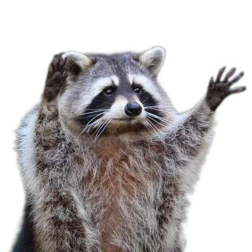 raccoooon - Sticker 20