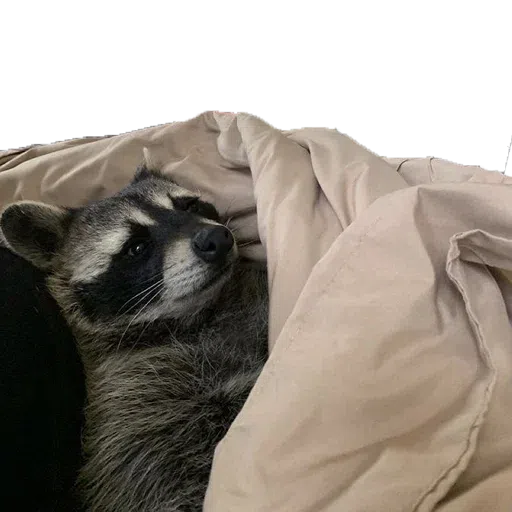 raccoooon - Sticker 18