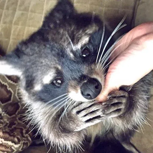 raccoooon - Sticker 12