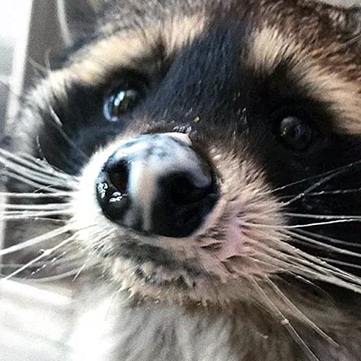 raccoooon - Sticker 9