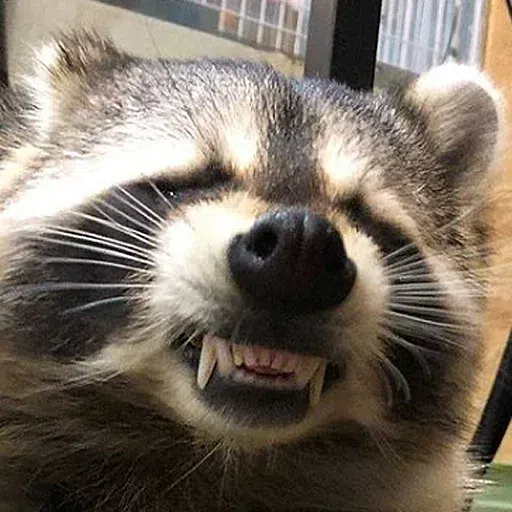 raccoooon - Sticker 15