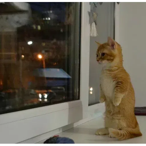 cat - Sticker 18