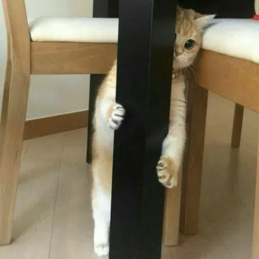 cat - Sticker 17