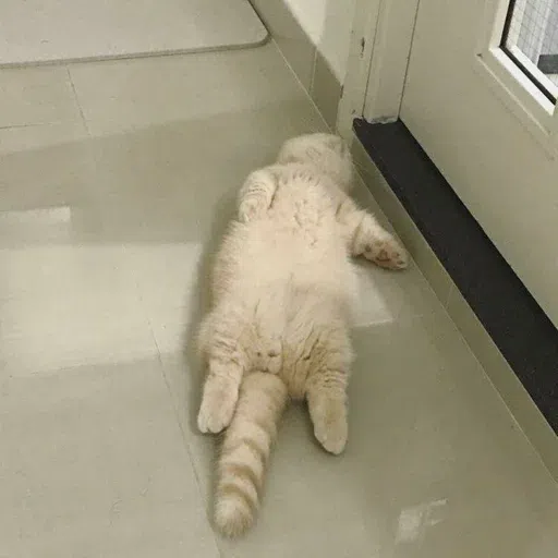 cat - Sticker 10