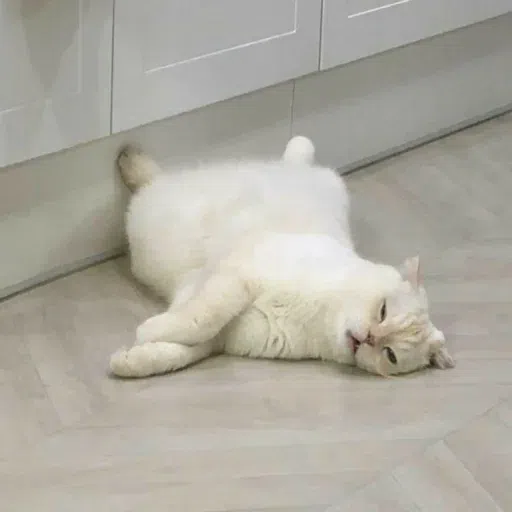 cat - Sticker 12