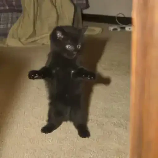 TikTok Cats 2 - Sticker 9