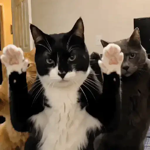 TikTok Cats 2 - Sticker