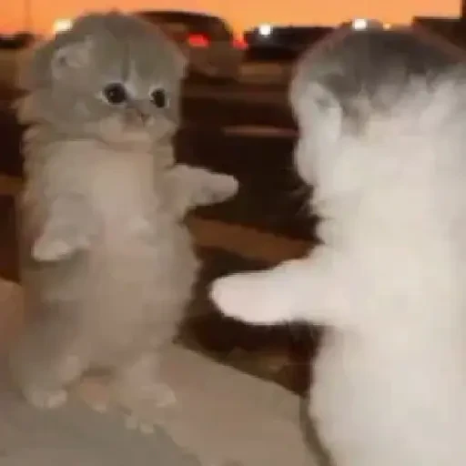 TikTok Cats 2 - Sticker