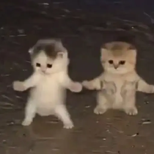 TikTok Cats 2 - Sticker