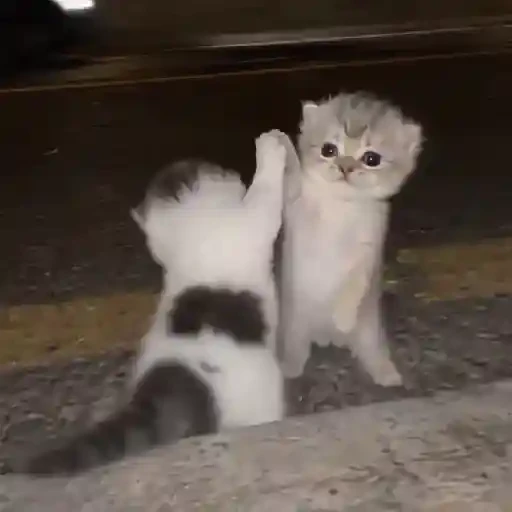 TikTok Cats 2 - Sticker 13