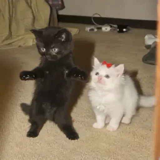 TikTok Cats 2 - Sticker 11