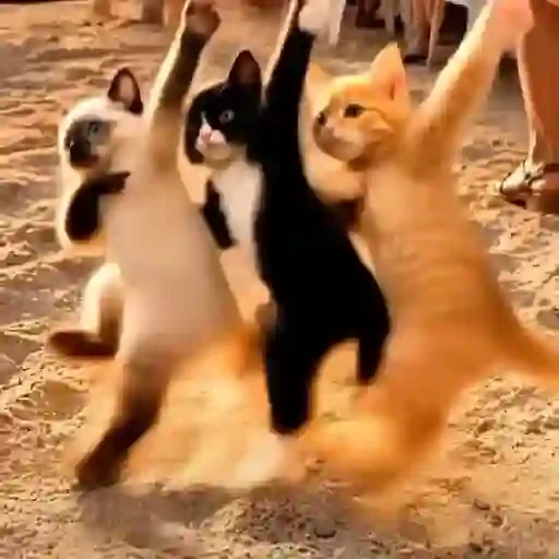 TikTok Cats 2 - Sticker