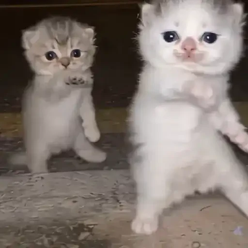 TikTok Cats 2 - Sticker 12