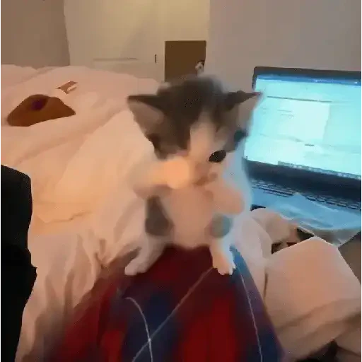 TikTok Cats 2 - Sticker 16