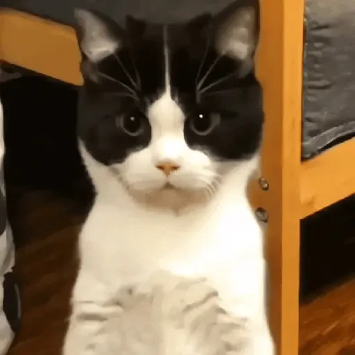 TikTok Cats 2 - Sticker 10