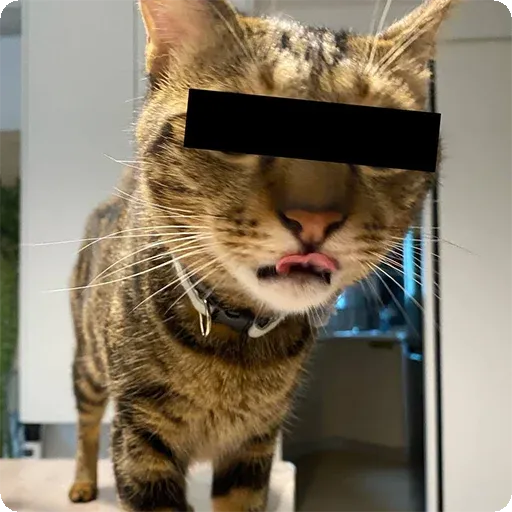 Cat1 - Sticker 19