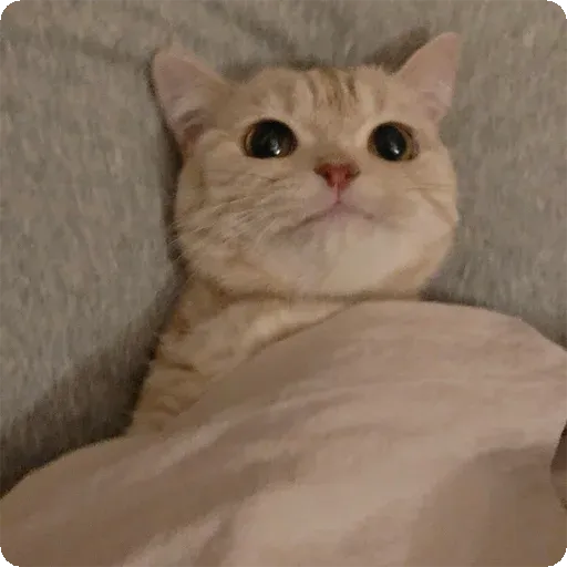 Cat1 - Sticker 11