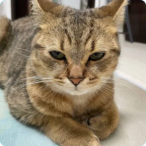Cat1 - Sticker 29