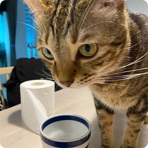 Cat1 - Sticker 21