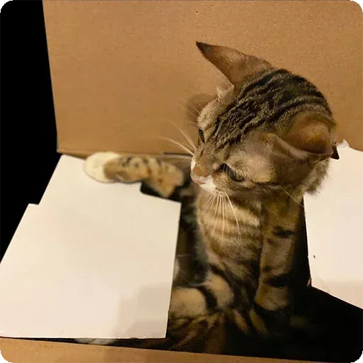 Cat1 - Sticker 30