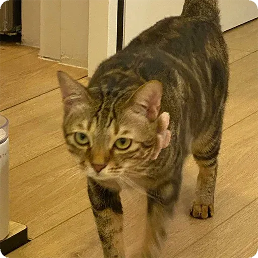 Cat1 - Sticker 18