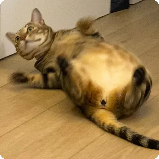 Cat1 - Sticker 24