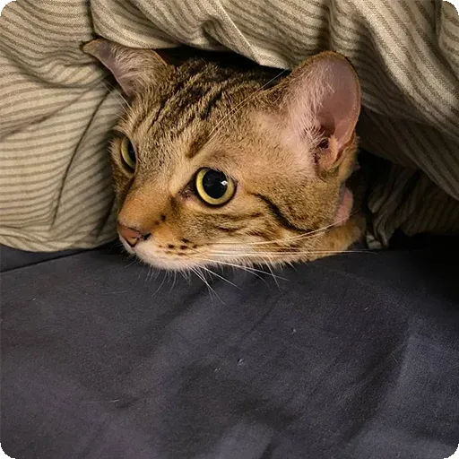 Cat1 - Sticker 23