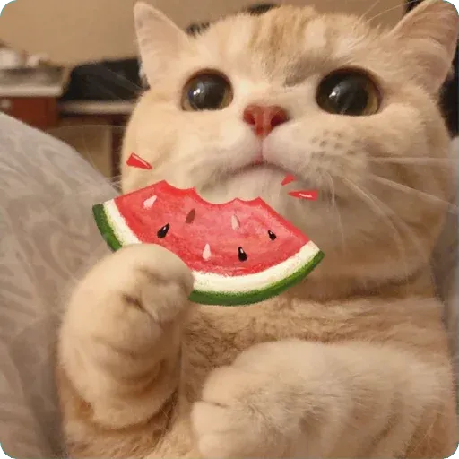 Cat1 - Sticker 14