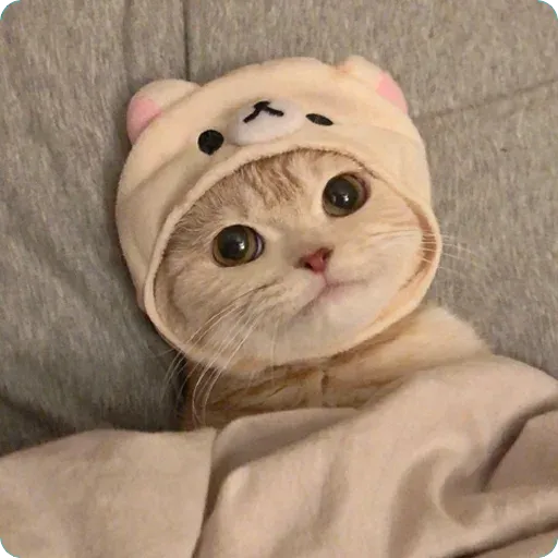 Cat1 - Sticker 12