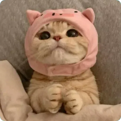 Cat1 - Sticker 9