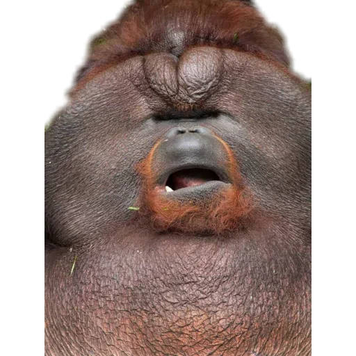 Monkey - Sticker 30