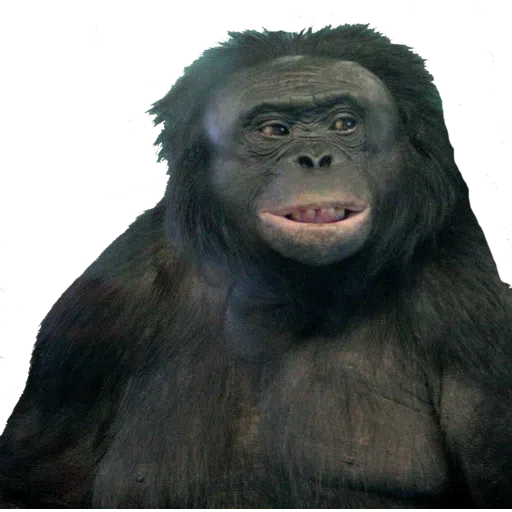 Monkey - Sticker 19
