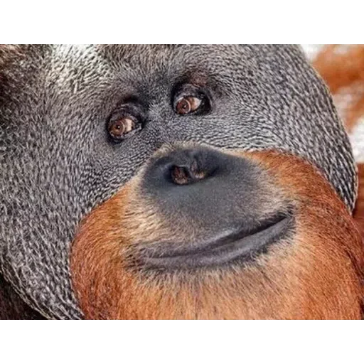 Monkey - Sticker 9
