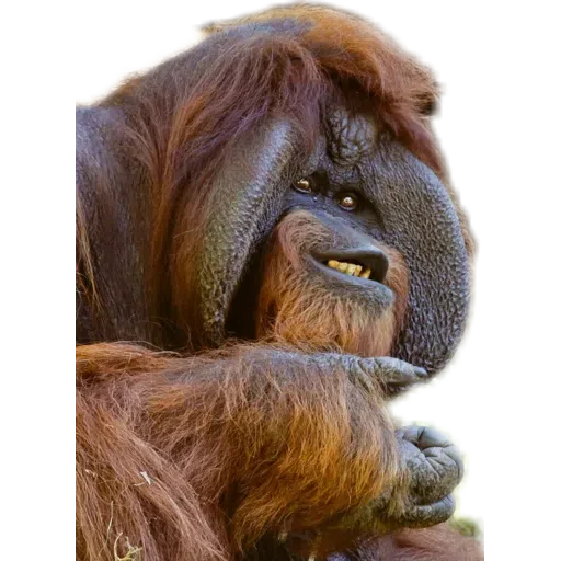 Monkey - Sticker 29