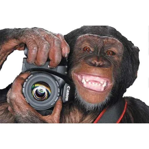 Monkey - Sticker 24