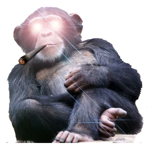 Monkey - Sticker 18