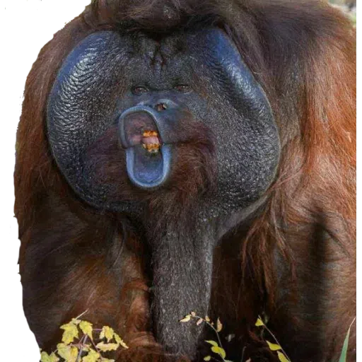 Monkey - Sticker 22
