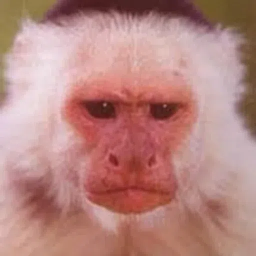 Monkey - Sticker 28