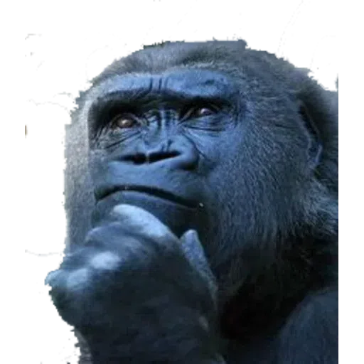 Monkey - Sticker 14