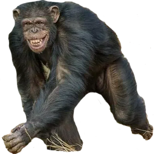 Monkey - Sticker 25