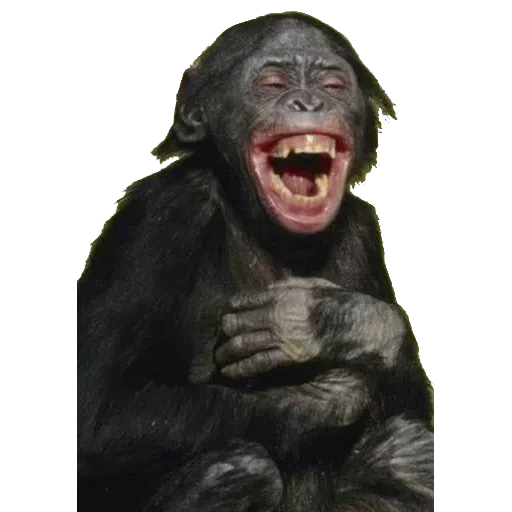 Monkey - Sticker 11